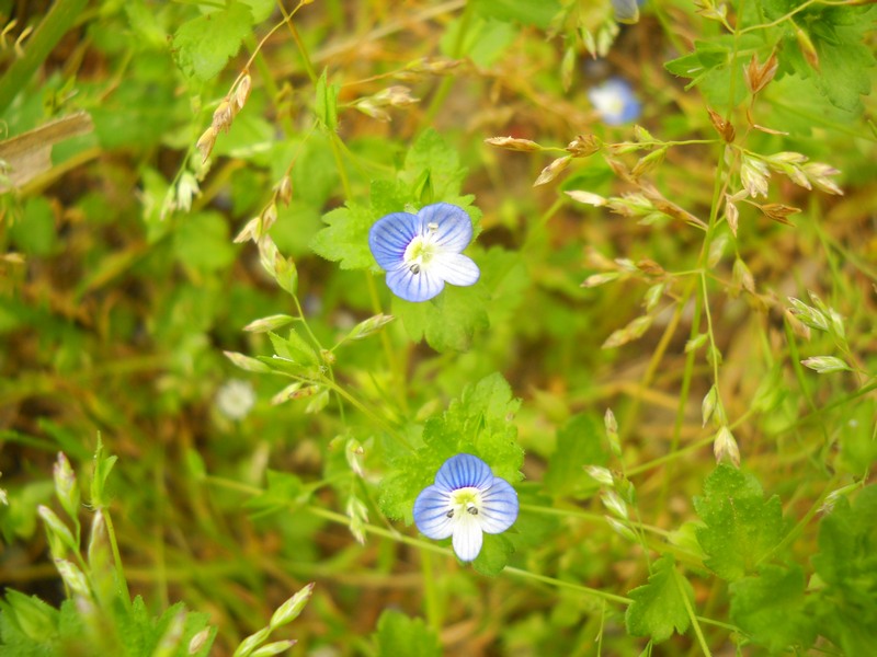 fioriture...di primavera