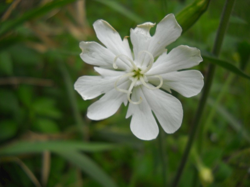 fioriture...di primavera