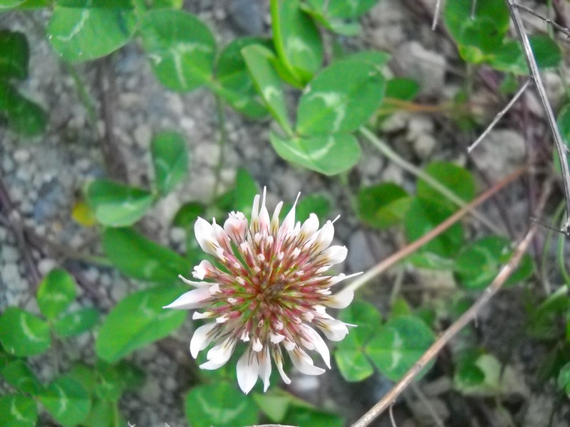 fioriture...di primavera