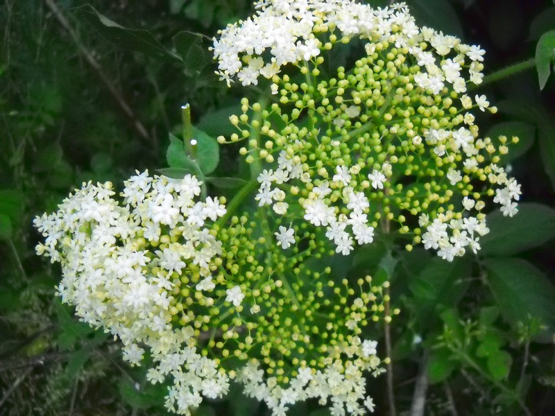 fioriture...di primavera