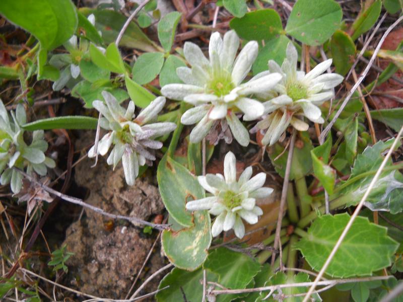 fioriture...di primavera