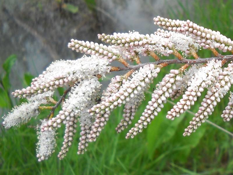 fioriture...di primavera