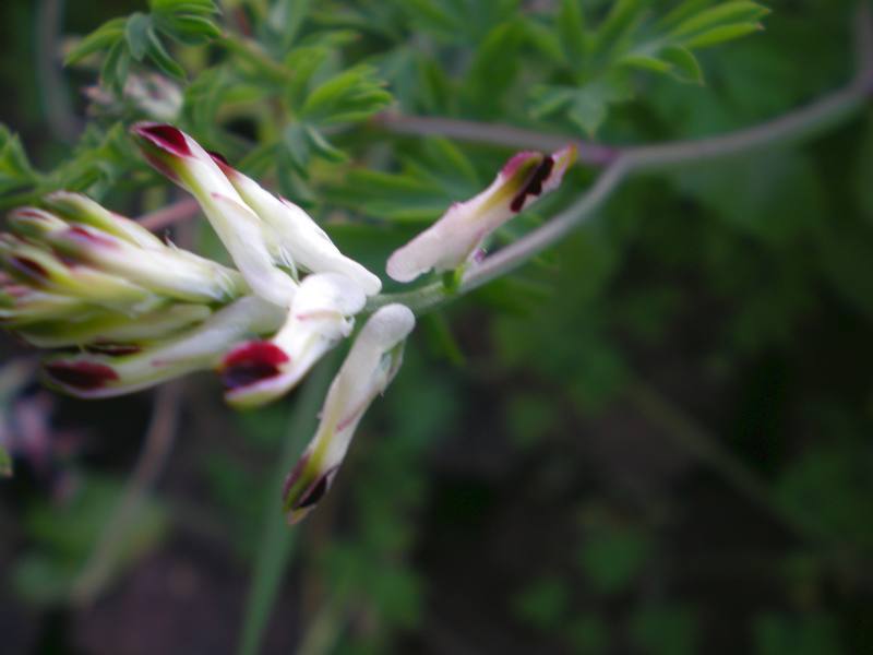 fioriture...di primavera