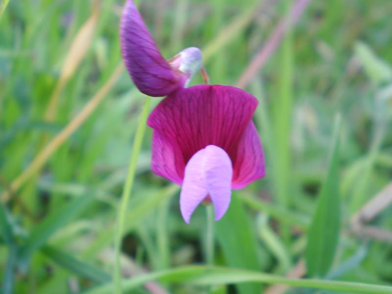 fioriture...di primavera