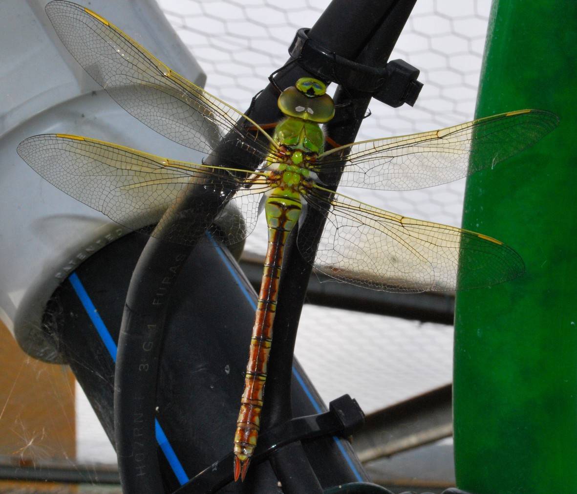 libellula del tubo: femmina di Anax imperator