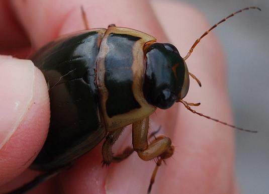 identificazione Dytiscus: D. marginalis