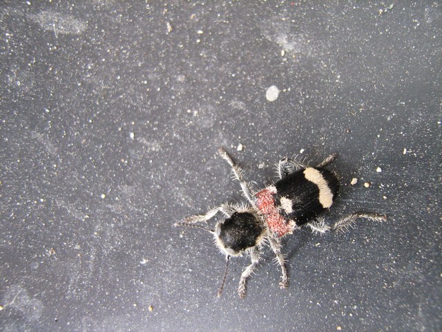 Clerus mutillarius