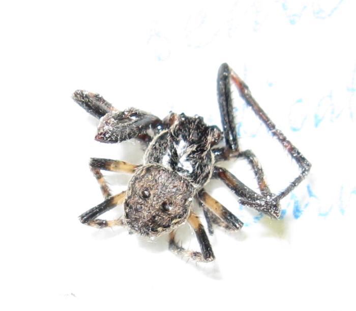 Nuctenea umbratica