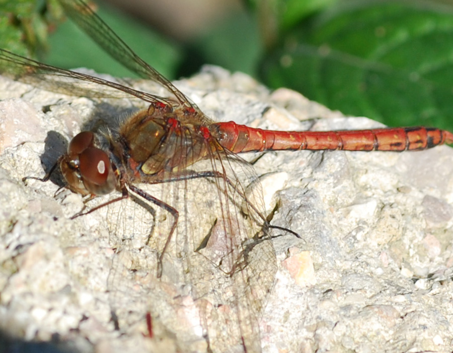 Gli ultimi avvistamenti... - Sympetrum striolatum