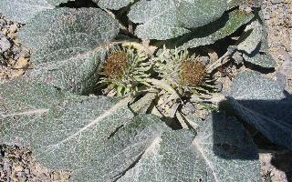 Berardia lanuginosa (=B.subacaulis) / Berardia