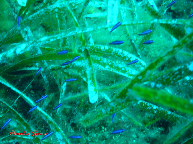 La Posidonia oceanica