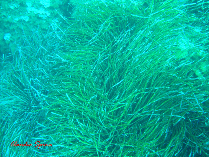 La Posidonia oceanica