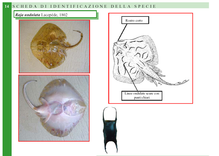 Uovo di razza (Raja cf. undulata)