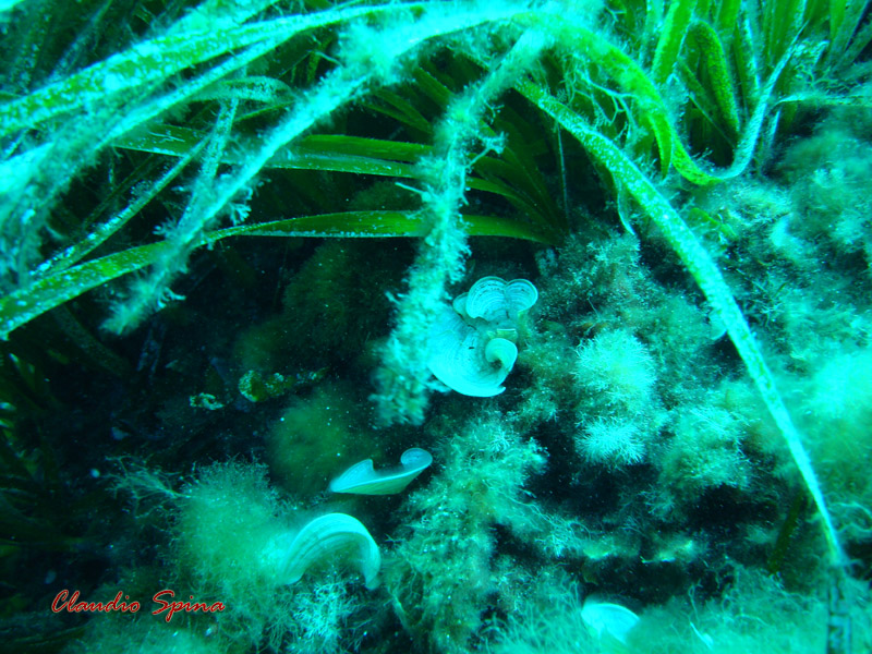 La Posidonia oceanica