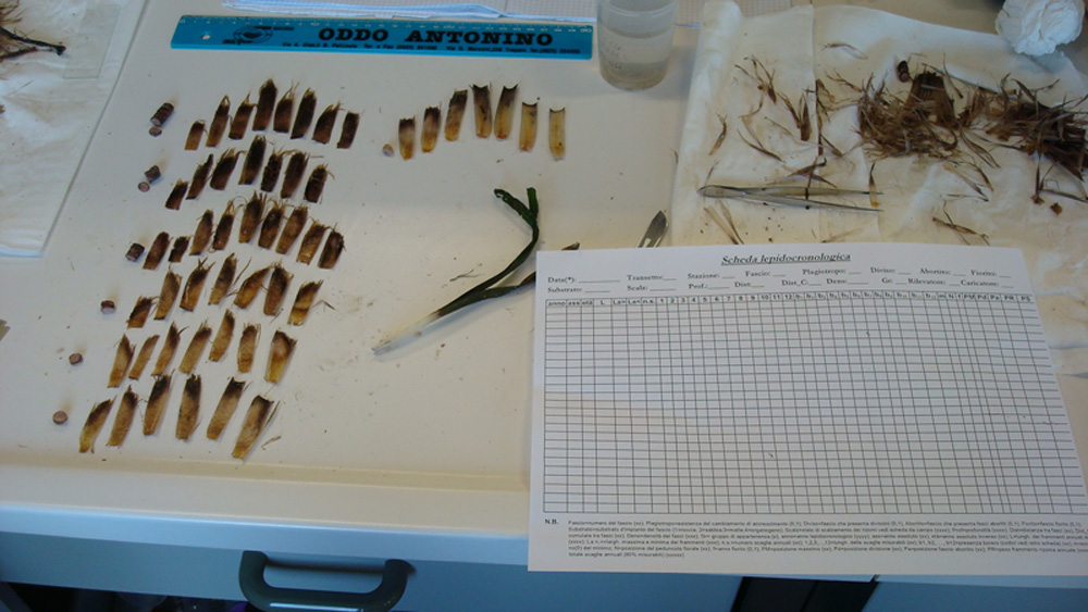 La Posidonia oceanica