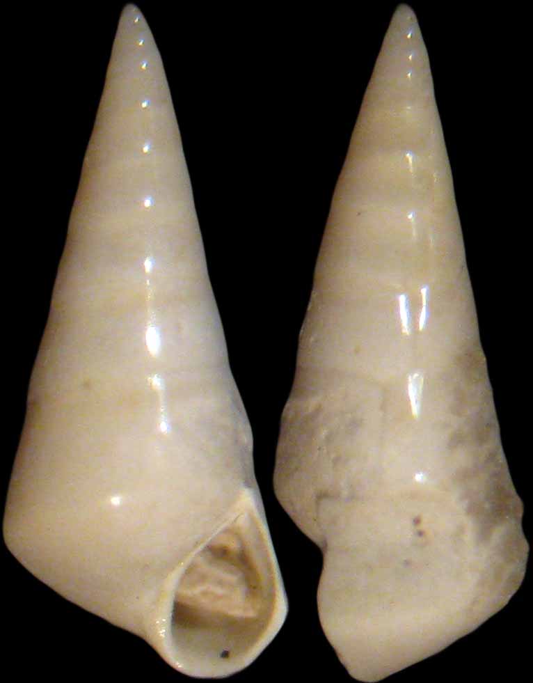 Ustica 8m (Melanella 11-2455)
