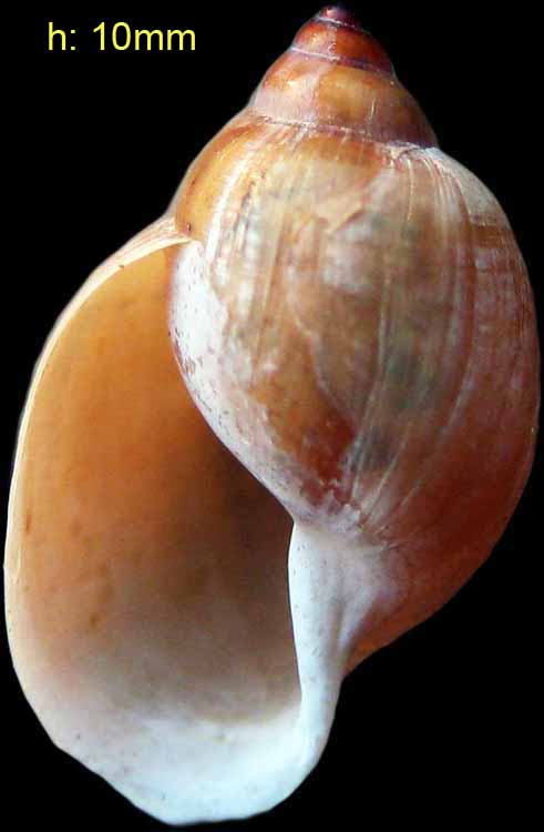 Torvajanica2