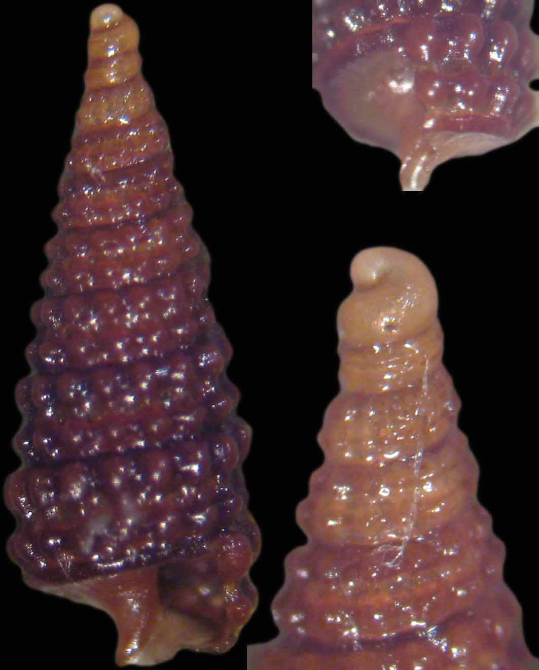 Dizionopsis bilineata?