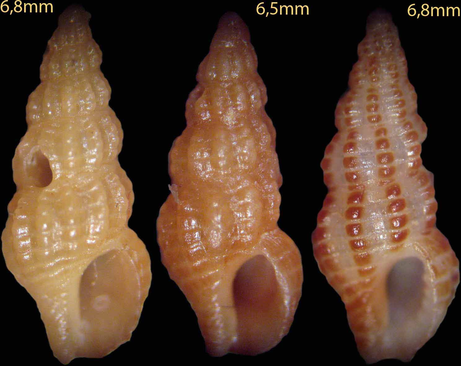Chauvetia