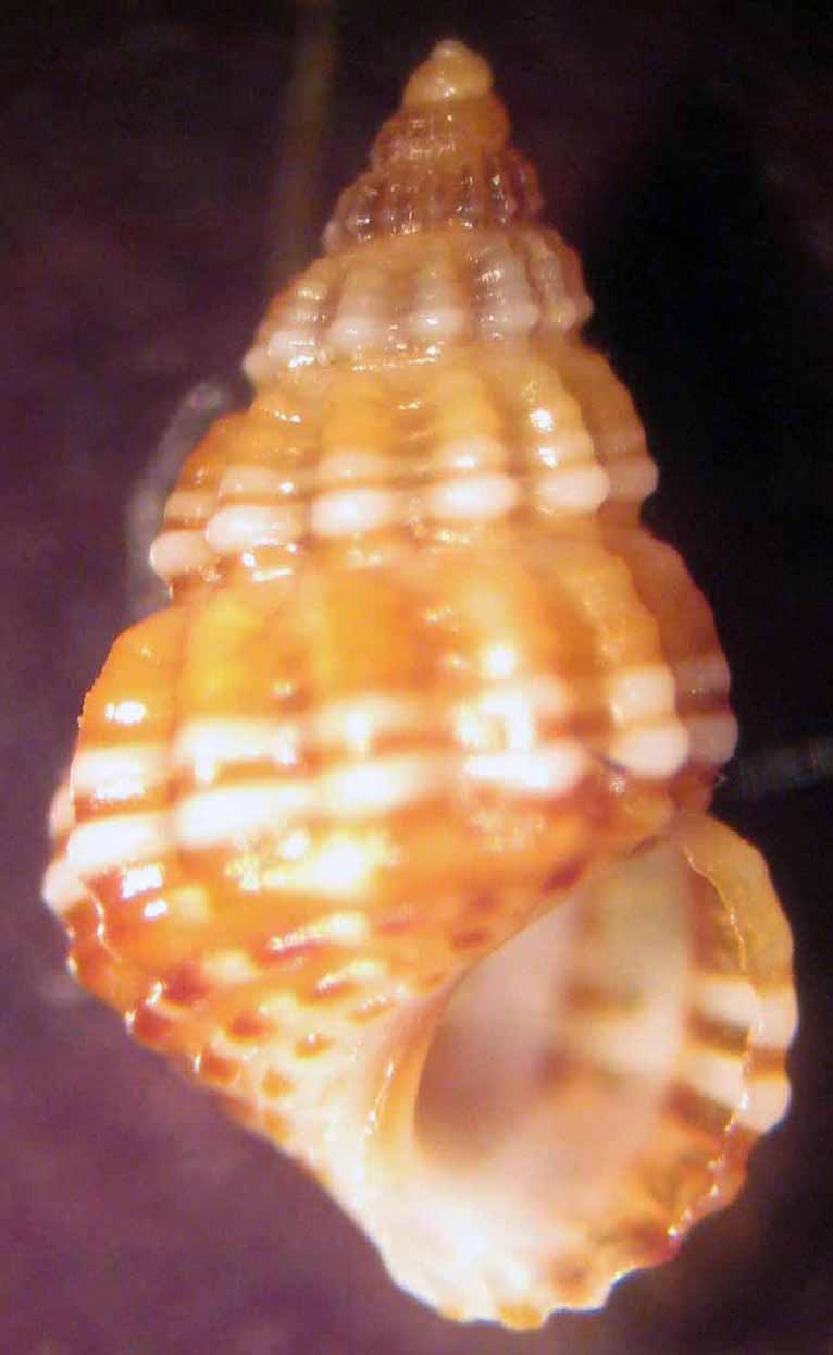 Alvania discors ed A. lineata da Malta