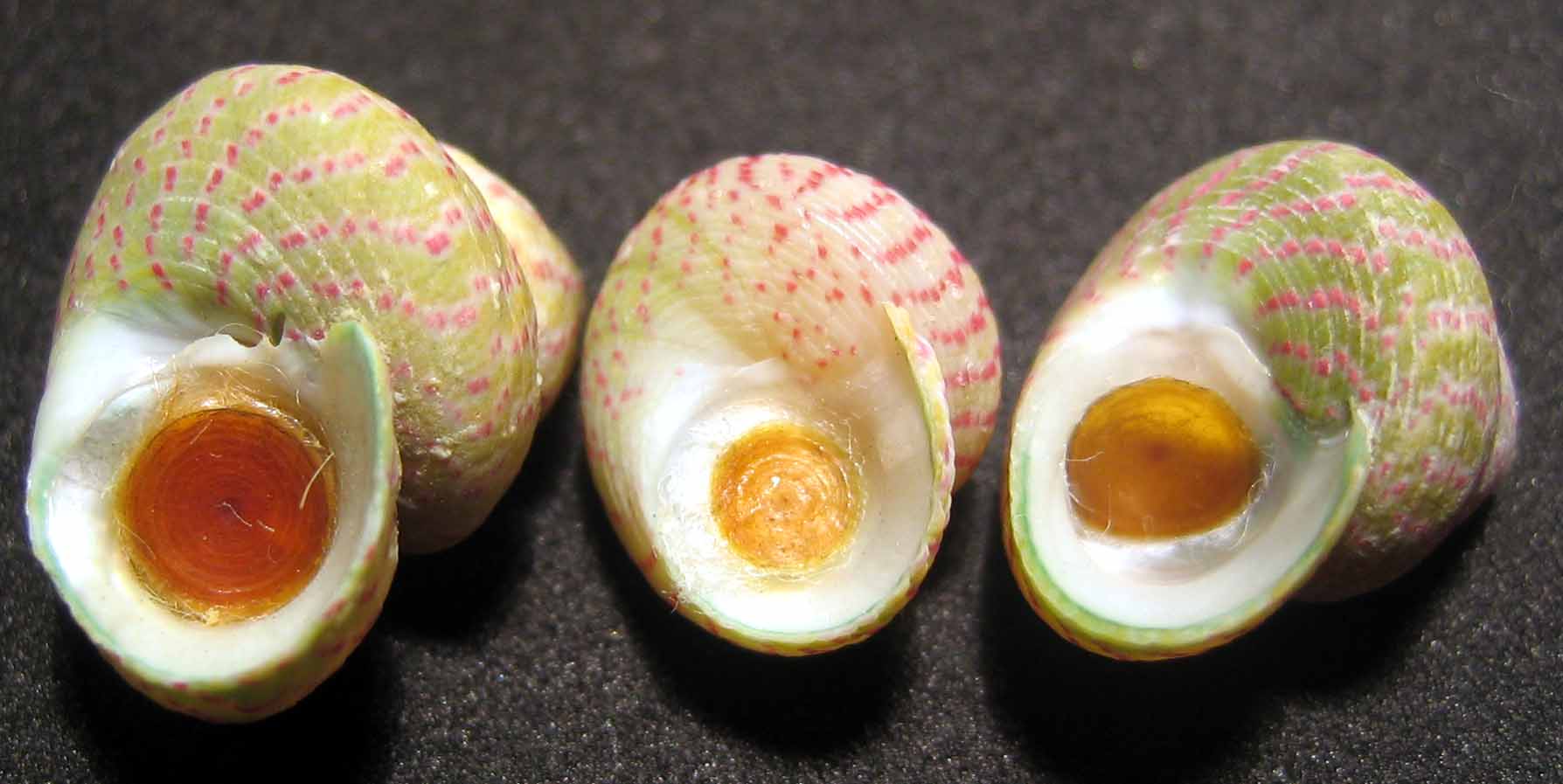 Opercolo ed ombelico