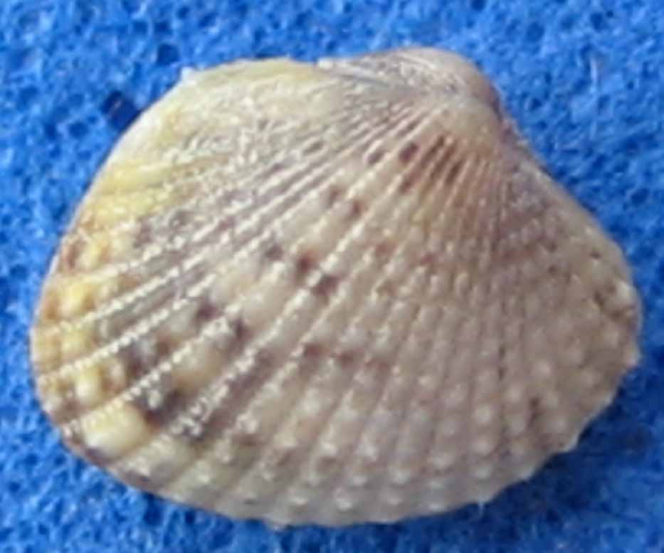 piccolo bivalve chioggia: Parvicardium exiguum