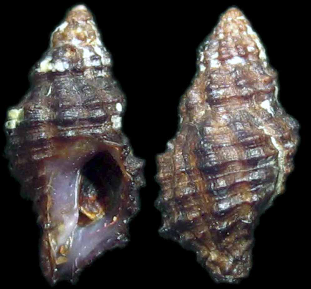 Detrito Malta3- Muricopsis cristatus f. inermis