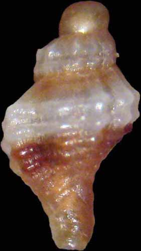 Ocinebrina o muricopsis?