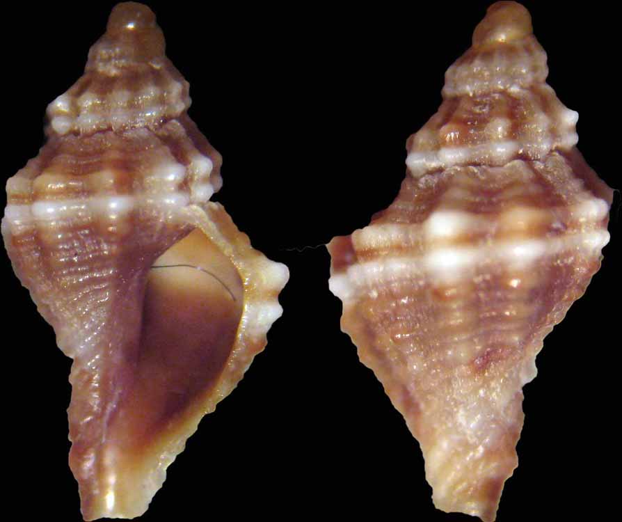 Ocinebrina o muricopsis?