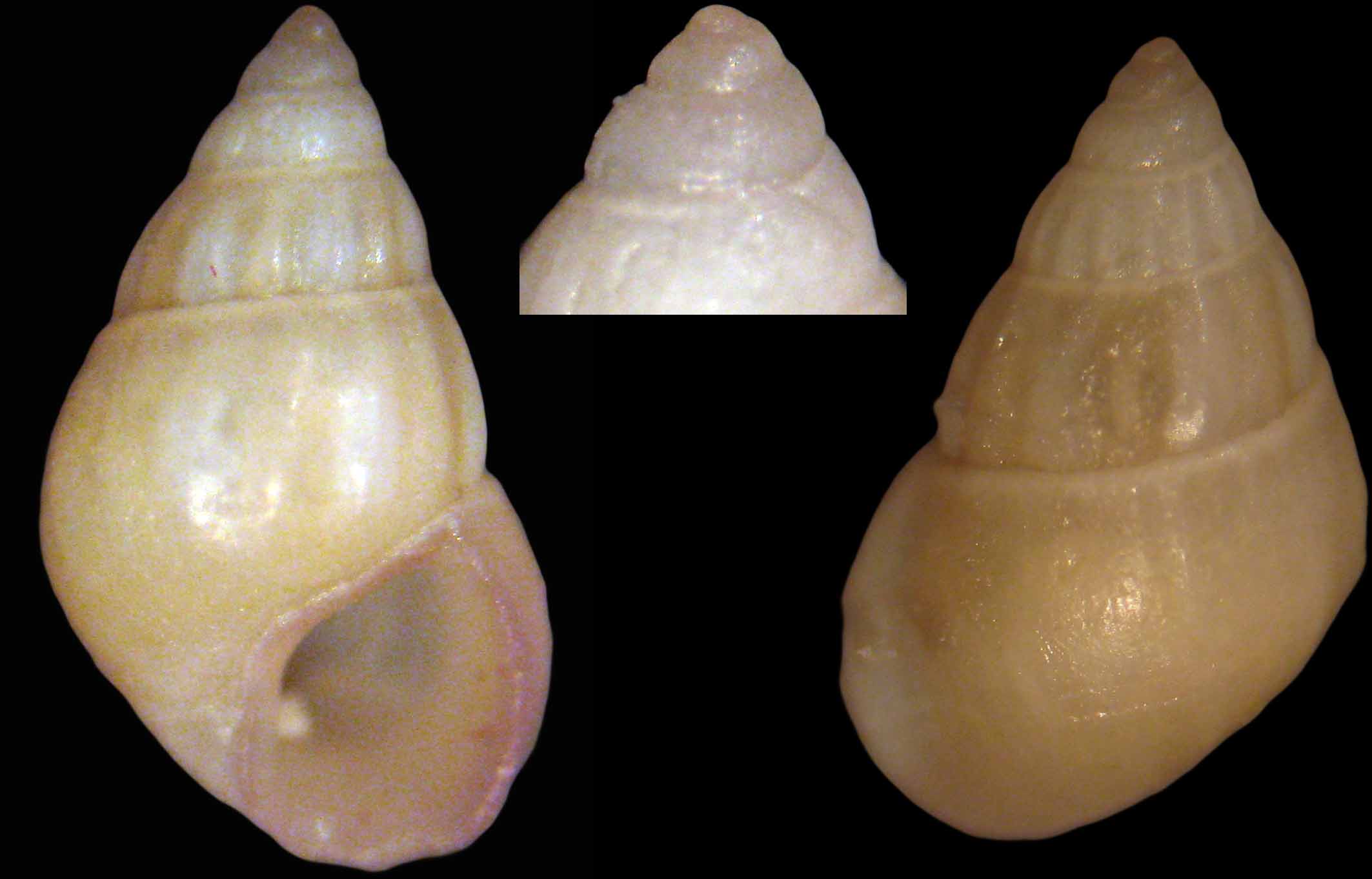 Pusillina marginata - Capraia 15m