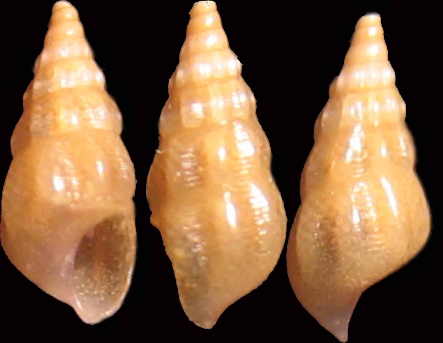 Rissoa S.Marinella