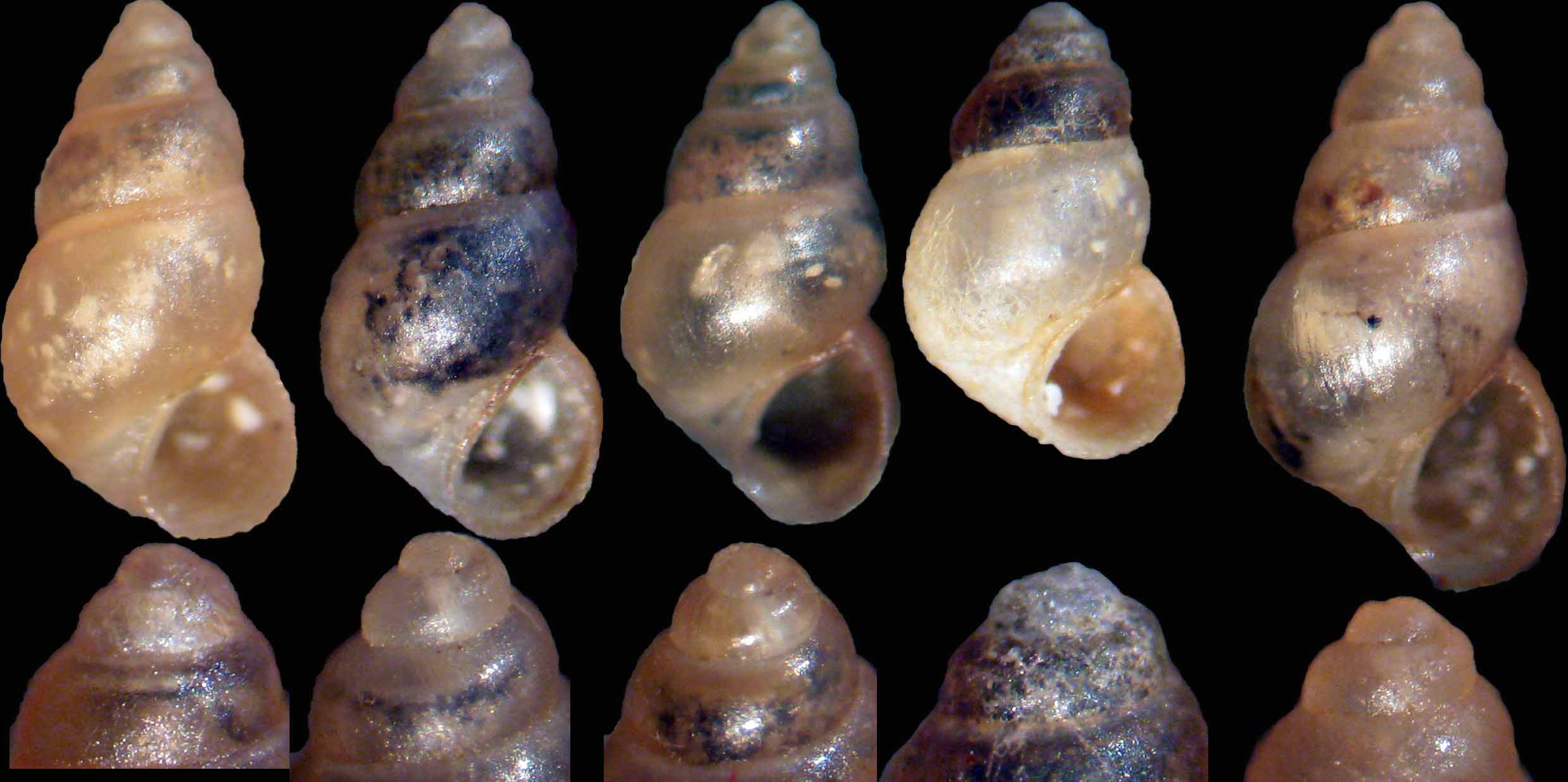 fusca turriculata = Hydrobia cfr. djerbaensis