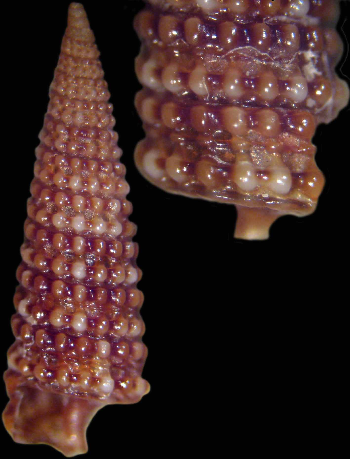 triphoridae 2