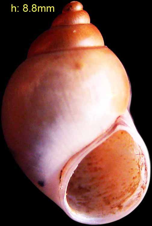 Torvajanica1