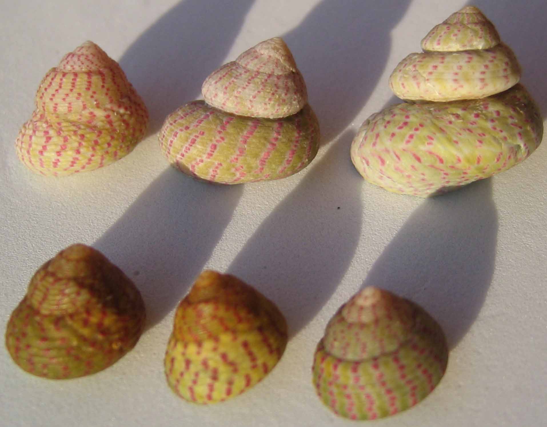 Opercolo ed ombelico