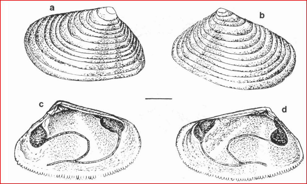 La famiglia DONACIDAE in Mediterraneo