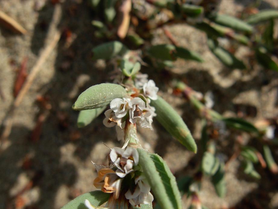 Polygonum maritimum