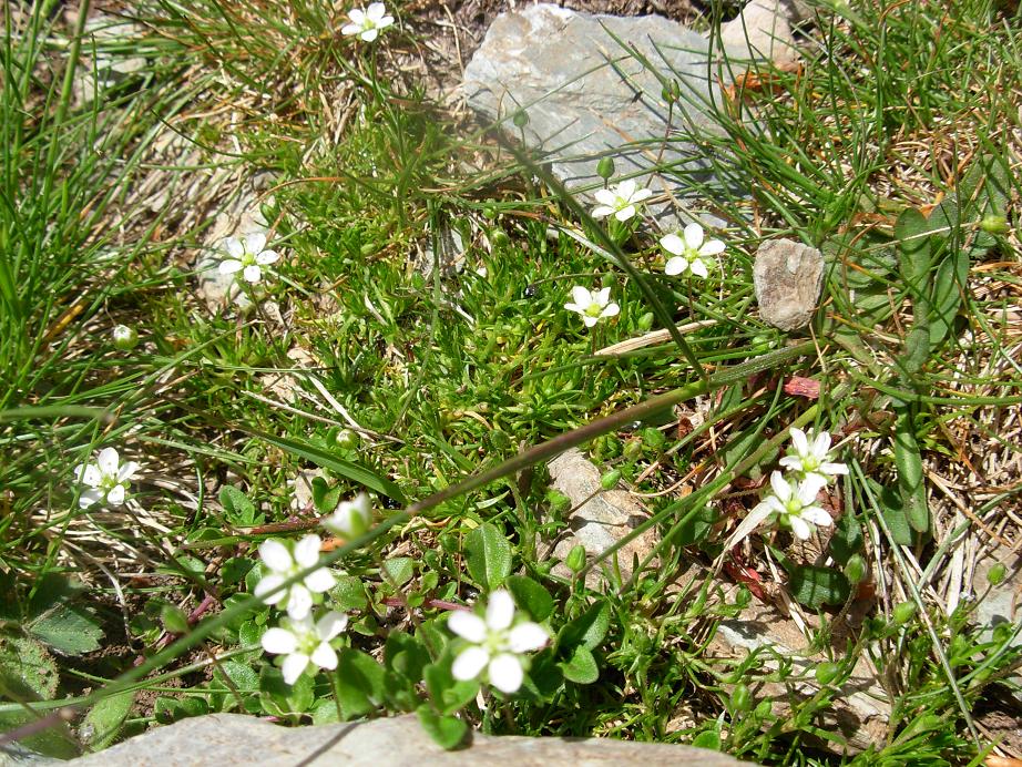 Sagina subulata / Sagina subulata