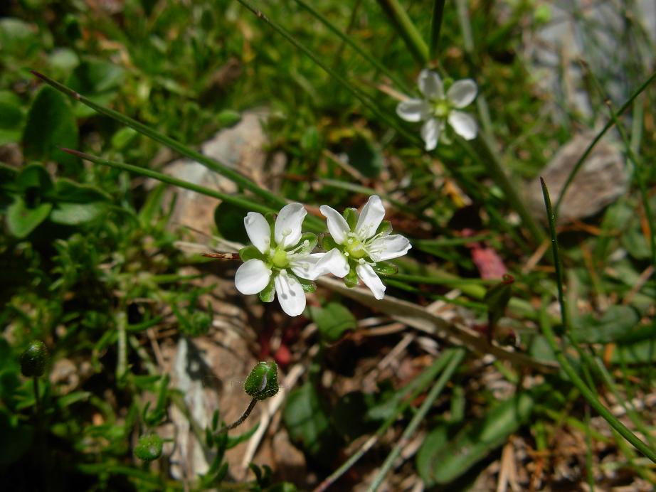 Sagina subulata / Sagina subulata