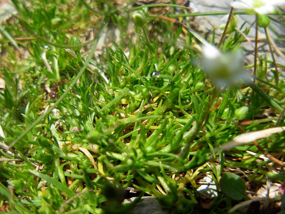 Sagina subulata / Sagina subulata