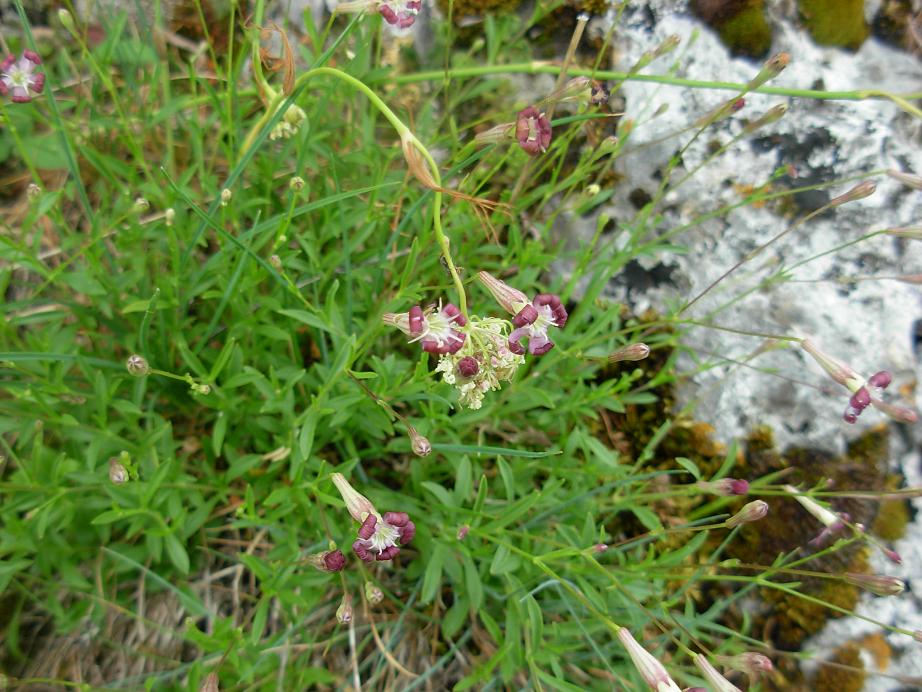 Silene pichiana / Silene delle Apuane