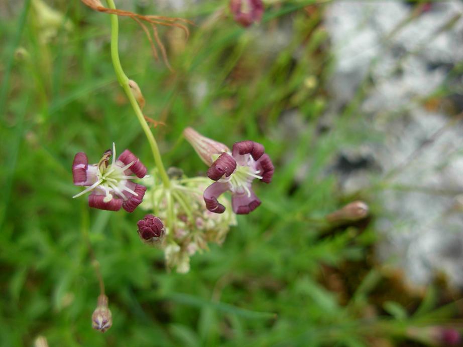 Silene pichiana / Silene delle Apuane