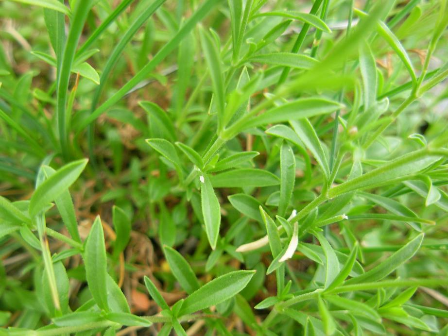 Silene pichiana / Silene delle Apuane