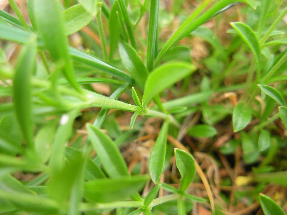 Silene pichiana / Silene delle Apuane