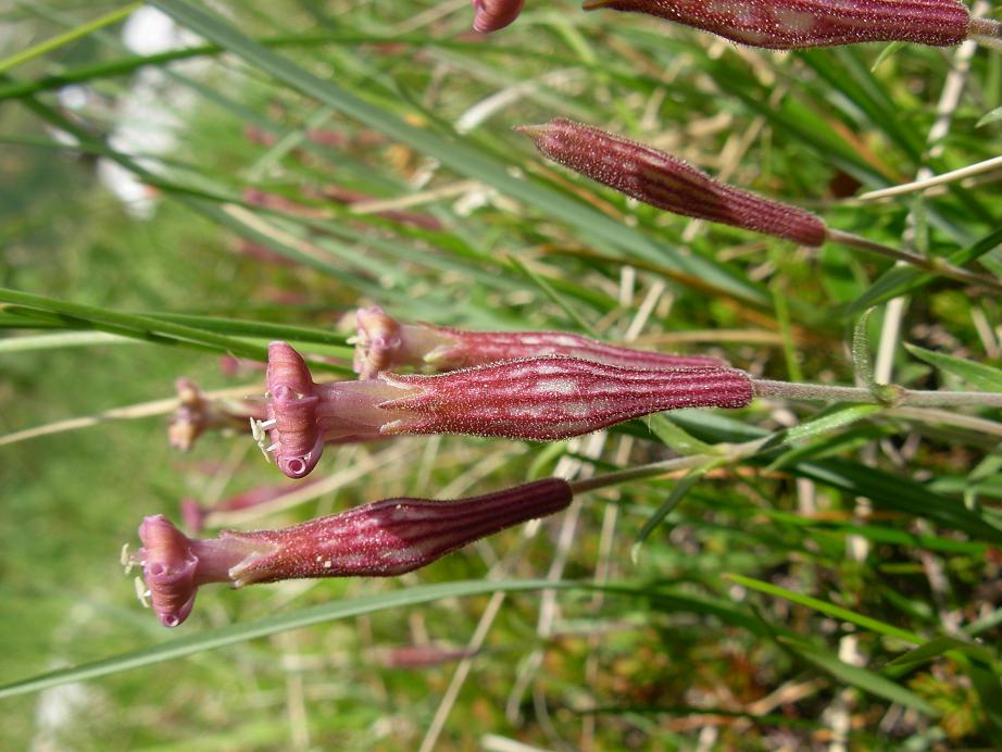 Silene pichiana / Silene delle Apuane