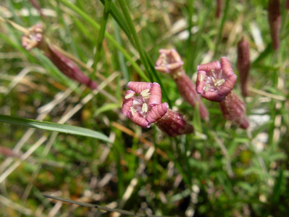 Silene pichiana / Silene delle Apuane