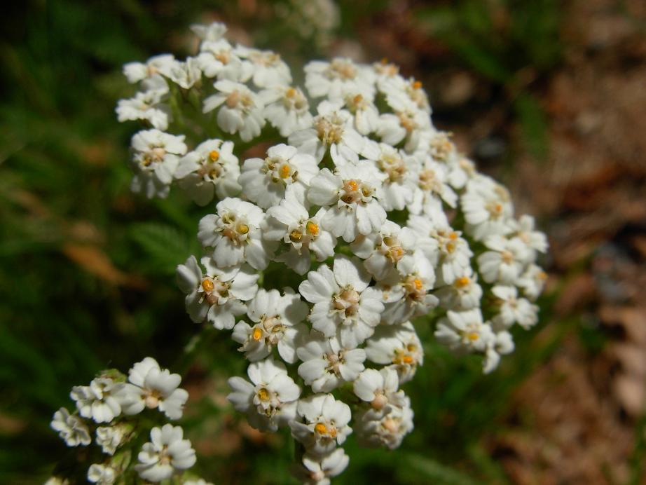 sempre Apuane - Achillea sp.