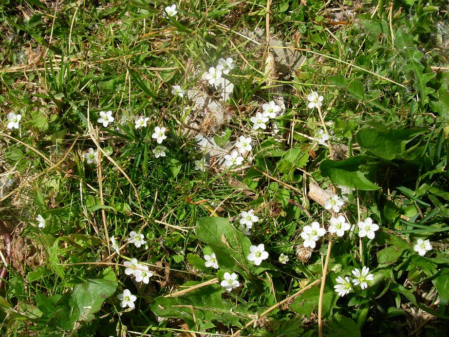 Apuane 3 - Sagina glabra (e Minuartia capillacea)