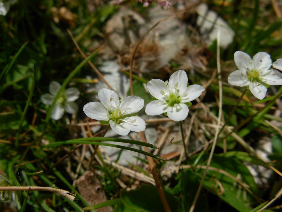 Apuane 3 - Sagina glabra (e Minuartia capillacea)