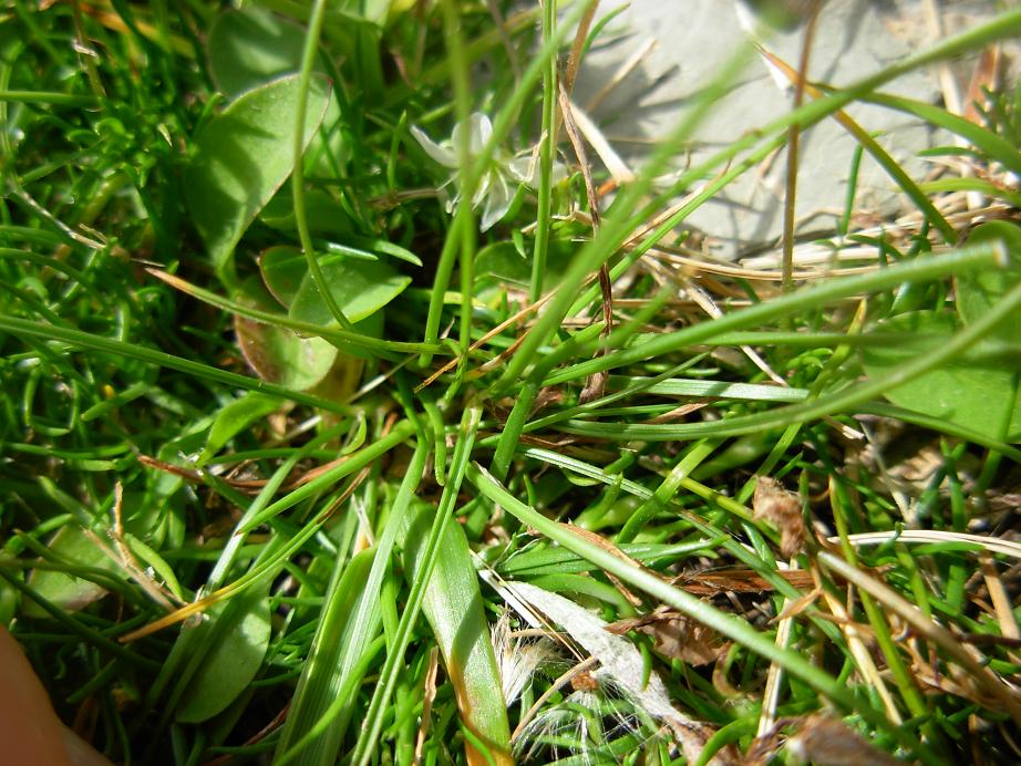 Apuane 3 - Sagina glabra (e Minuartia capillacea)